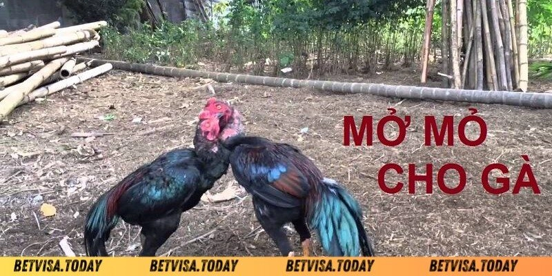 Tại sao lại mở mỏ cho gà đá Betvisa?